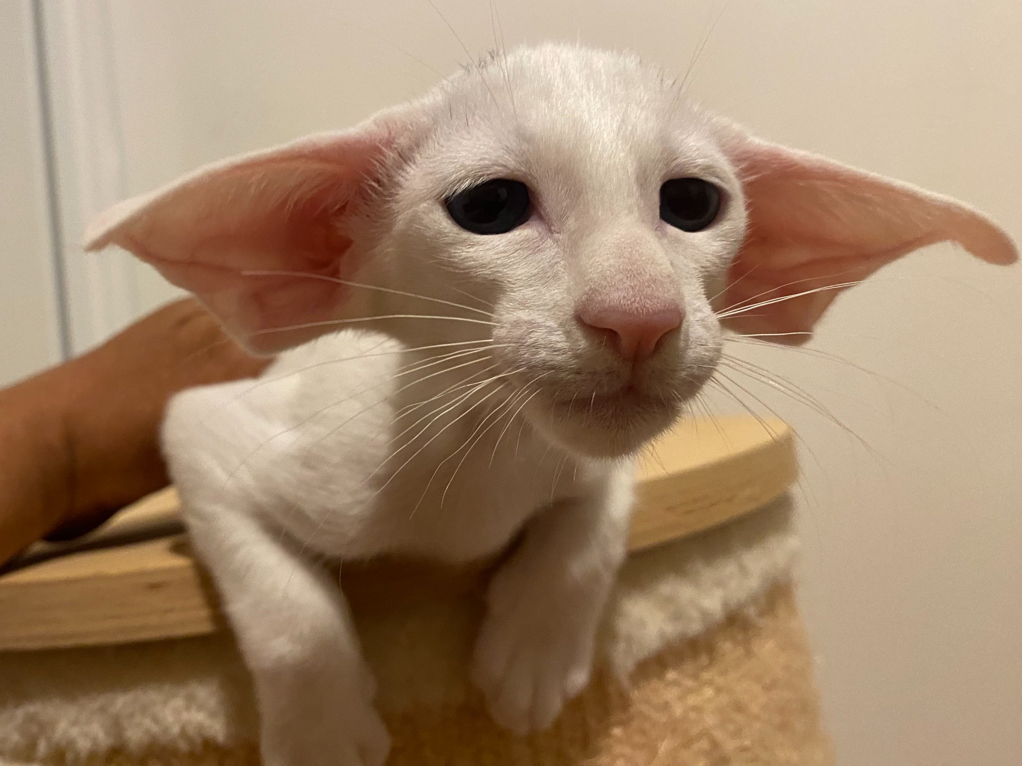 Oriental Express — Siamese e Orientale